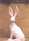 hare.jpg (187486 bytes)